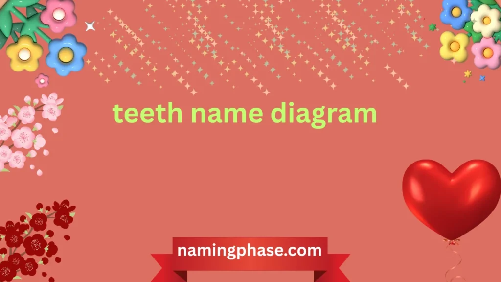 teeth name diagram