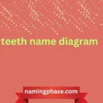 teeth name diagram