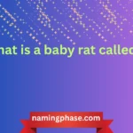 what is a baby rat called