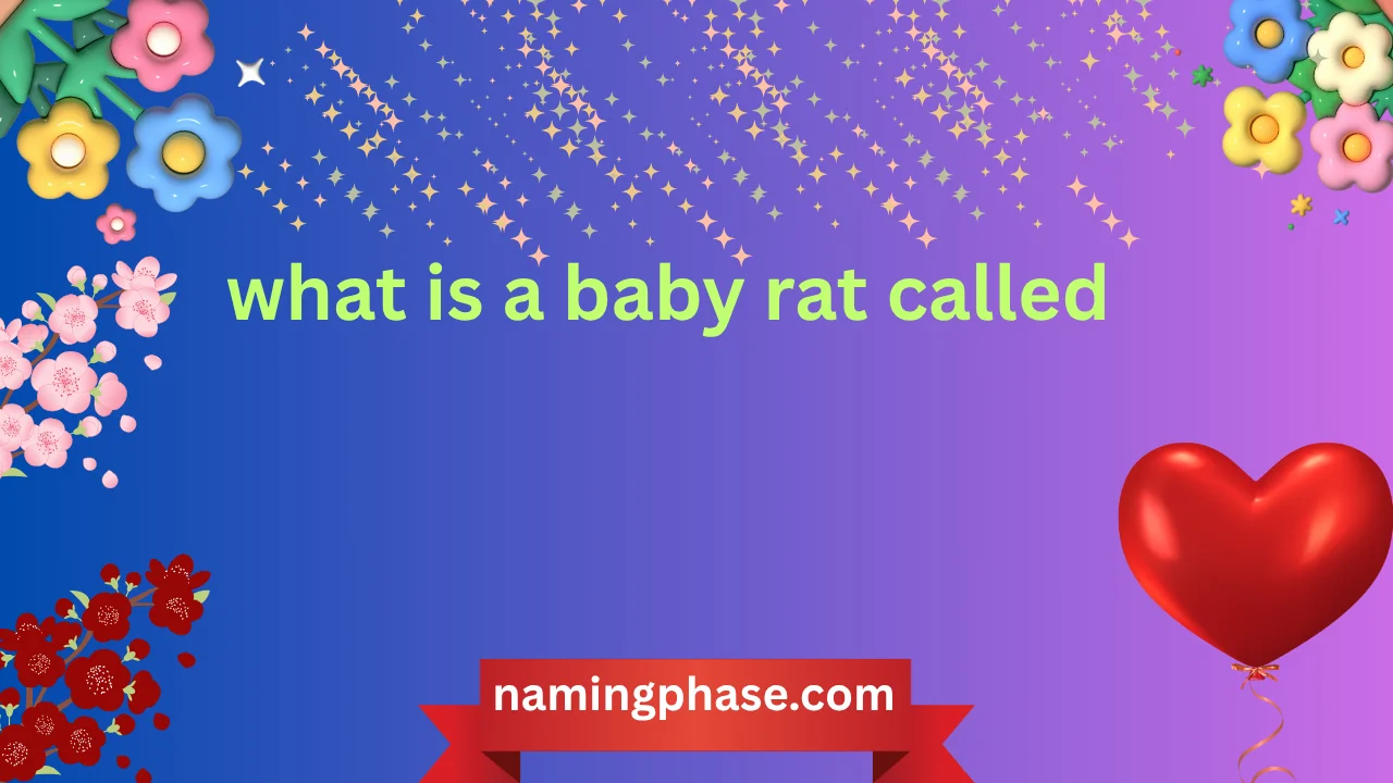 what is a baby rat called